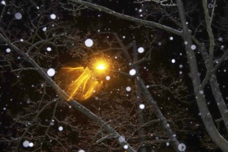 Street light and trees at night, snowflakes, winter, Germany