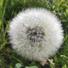 Close-up of ripe dandelion seeds (taraxacum officinale) in a meadow under a cloudy sky, Franconian