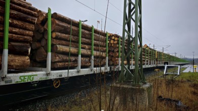 Removal of Franconian spruces (picea) destroyed by the bark beetle (Scolytinae) by goods train,