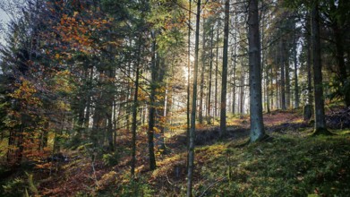 A dense forest with sunlight shining through the trees and autumn leaves, Franconian Forest nature