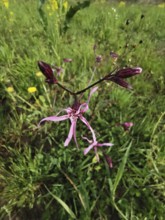 Close-up of a pink wildflower cuckoo flower (lychnis floscuculi) on a green meadow, Franconian
