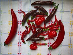 Various red and brown peppers (capsicum annuum) lie on a patterned kitchen towel
