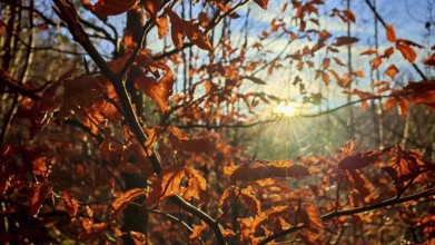 Glowing sun-drenched autumn leaves on branches with sun in the background, Franconian Forest nature