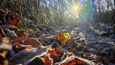Snowy autumn leaves on forest floor, illuminated by sunshine, Franconian Forest nature park Park