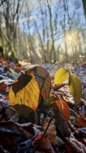 Close-up of autumn leaves in the forest illuminated by sunlight in the background, Frankenwald