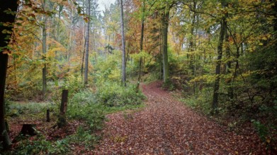 A forest trail with green and orange leaves, surrounded by trees in autumn surroundings, Franconian
