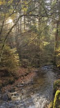 A small stream flows through an autumnal forest, surrounded by leaves and trees, Franconian Forest