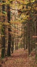 A forest trail with autumn leaves and tall trees in a quiet atmosphere, Franconian Forest nature