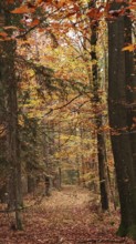 A quiet autumn forest with orange leaves on the trees and on the ground, Franconian Forest nature