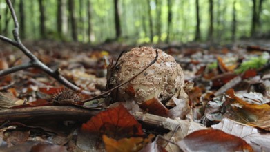 Mushroom (amanita muscaria) on the forest floor, surrounded by autumn leaves and trees, Franconian