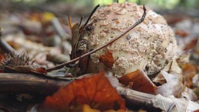 Close-up of a mushroom (amanita muscaria) surrounded by autumn leaves on the forest floor,
