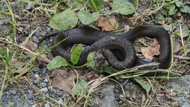 Close-up of black snake, smooth snake (coronella austriaca) lying curled up on a forest floor with