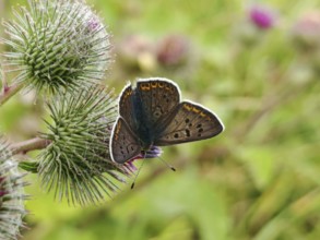 Butterfly Sooty Copper (lycaena tityrus) sitting on a prickly thistle, its dark wings spread out,