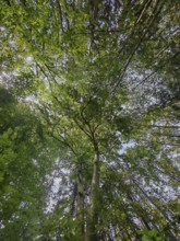 Dense green canopy in the forest from a view upwards, Franconian Forest nature park Park