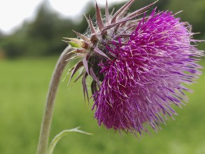 Close-up of a purple thistle flower (carduus) against a blurred green background, Franconian Forest