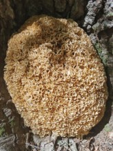Giant Wood Cauliflower fungus (sparassis crispa) growing on the bark of a tree, Franconian Forest