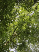 Looking up through a dense canopy of leaves in the forest, Franconian Forest nature park Park