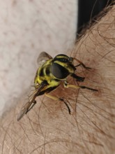 Close-up of a hoverfly (syrphidae) on arm shows fine details of the wings, Franconian Forest nature