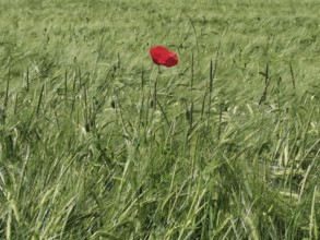 Red poppy (papaver rhoeas) in a vast green cereal field under a clear sky, Franconian Forest nature