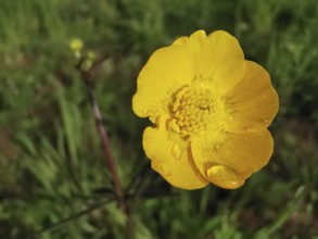 Yellow buttercup (Ranunculaceae) with dew, grows in green surroundings, Franconian Forest nature