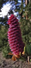 Close-up of pink spruce cones (picea abies) in front of a dark forest background, Franconian Forest