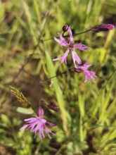 Delicate pink flowers of a cuckoo flower (lychnis floscuculi) in a meadow, surrounded by green