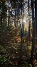 Sunbeams break through the autumnal trees of a quiet forest, Franconian Forest nature park Park
