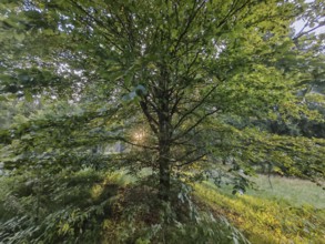 Sunlight penetrates the thick branches of a green tree in the forest, Frankenwald nature park Park