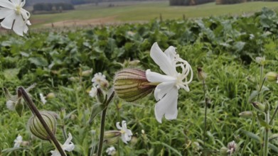 White Campion (silene latifolia) in a meadow in front of a green landscape, Franconian Forest