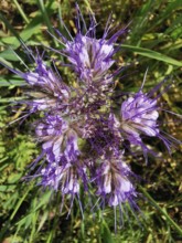 Purple flowering tansy pahacelia (phacelia tanacetifolia) with fine details in a meadow, Franconian