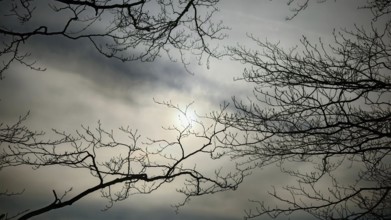 Gloomy branches rise up into the cloudy sky through which the sun shines softly, Thuringian Forest