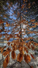 Golden autumn leaves against a background of a blue sky, illuminated by sunlight, Frankenwald