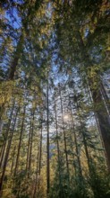 Looking up through tall conifers forming a forest vault, illuminated by the sun, Frankenwald nature