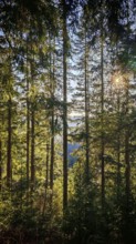Sunlight flows through a dense forest of tall conifers in vivid green, Frankenwald nature park Park