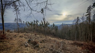 View of a sparse wooded hill with the sun shining through clouds, Thuringian Forest nature park