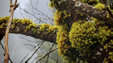Close-up of moss-covered (musco) branches with detailed texture, Franconian Forest nature park Park