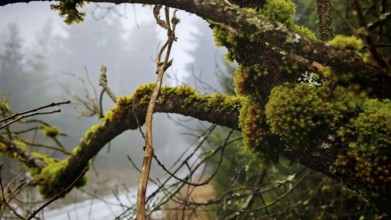 Moss-covered (musco) branches in close-up, in a misty, mystical forest, Franconian Forest nature