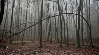 Bare trees and fog create a mysterious forest atmosphere, Franconian Forest nature park Park