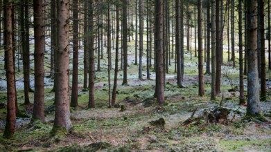 Green forest with rays of light shining through the spruce trees (picea), Franconian Forest nature