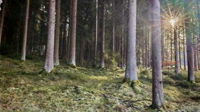 Rays of light break through the tall spruce trees (picea) in a moss-covered forest, Franconian