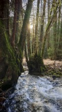 A small stream flows surrounded by moss-covered (musco) trees, sunbeams shine through the trees,