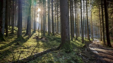 Sunlight floods a green forest path between tall trees, Franconian Forest nature park Park