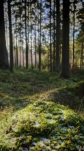 Illuminated, moss-covered (musco) forest floor with light-flooded trees in the background,