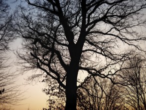 Dark silhouette of a large tree in front of a sunset sky, branched structure, Franconian Forest