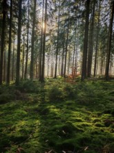 Dense, green carpet of moss on the forest floor under tall, light-flooded spruce (picea) trees,