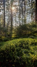 Densely overgrown forest floor with moss (muscus), illuminated by sunlight between trees,