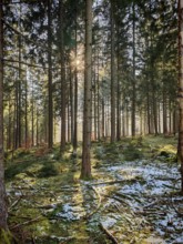Sunbeams through high spruces (picea), wooded landscape with snow and mossy ground, beautiful light