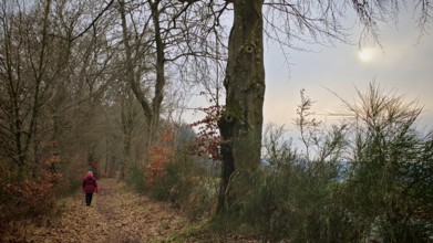 Person in red on a forest path covered with leaves, lined with winter trees, subdued light,