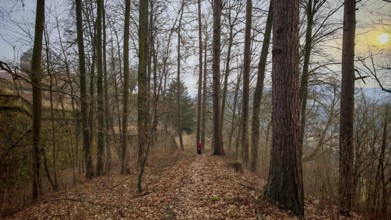 Winding forest trail with scattered leaves, surrounded by tall, barren trees at sunset with castle