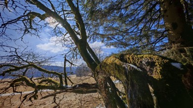 Moss-covered branches against a blue sky with clouds in a quiet landscape, Rennsteig, Thuringian